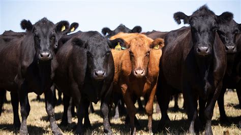 Red Angus Cattle