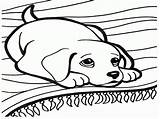 Small Dog Coloring Pages At GetColoringscom  Free Printable Colorings sketch template