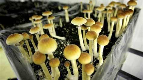 From Psilocybin To MDMA: Researchers Are In The Throes Of A Psychedelic ...