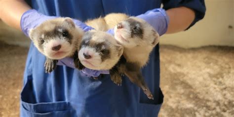 Public Invited To Name Black-Footed Ferret Kits at the Smithsonian Conservation Biology ...