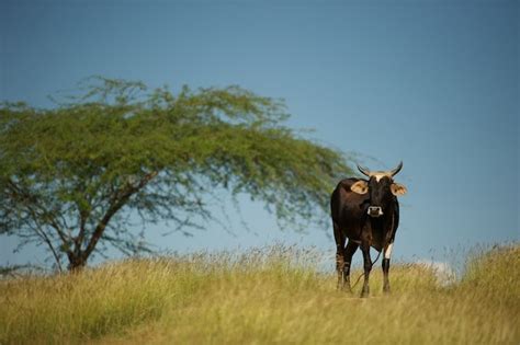 Haiti Wildlife / Haitian pigs | Animals : According to the world conservation monitoring centre ...