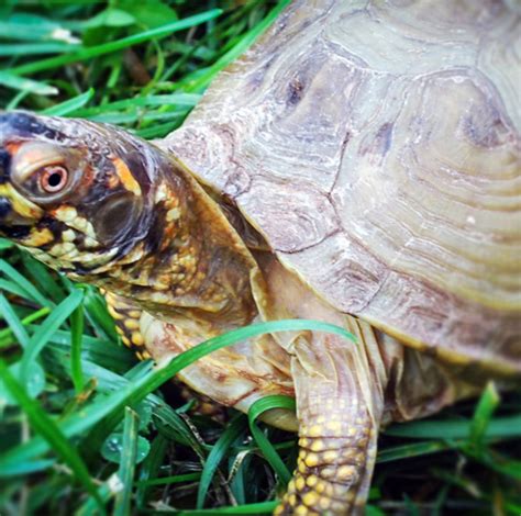 Three-toed Box Turtle - Lehigh Valley Zoo