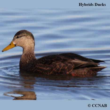 North American Hybrid Ducks - North American Birds - Birds of North America