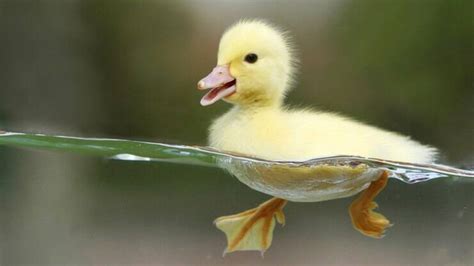 14 coisas que você não sabia sobre os patos - Curiosidades - iG