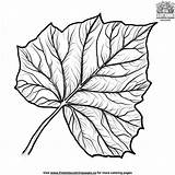 Beautiful Ivy Leaf Coloring Pages For Creative Kids sketch template