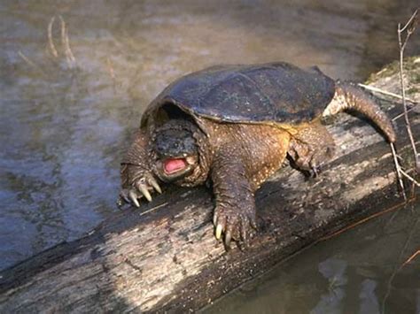 Common Snapping Turtle Pet