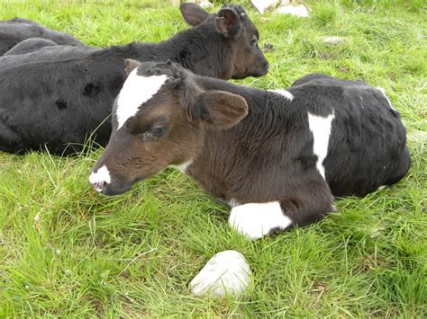 Coccidiosis poses a major risk for calves: How do you avoid it ...