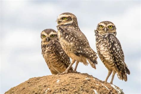 Are Burrowing Owls Endangered: Threats and Conservation - DiscoveryNatures