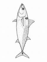 Tuna fish coloring Pages sketch template
