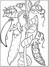 Cute peas Coloring Page For Kids sketch template