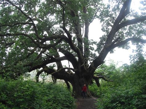 Oregon White Oak, Quercus garryana | Native Plants PNW