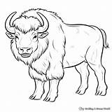 Bison Coloring Pages  Free & Printable sketch template