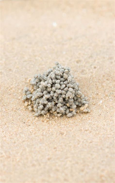 Sand Ball on Beach. stock photo. Image of sand, macro - 36579526