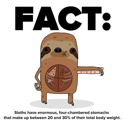 9 Sloth Facts Every Human Should Know | Sloth facts, Sloth jokes, Sloth art