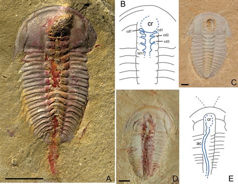 Trilobite Anatomy – Scienceandsf -A Blog Published by Robert A. Lawler