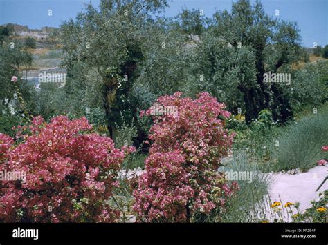 Jerusalem. In Garden of Gethsemane. Trees & colorful flowers. 1948, Jerusalem, Israel Stock ...