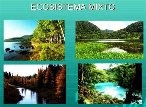 ecosistemas mixtos ~ los ecosistemas