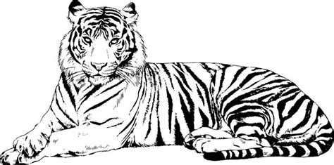 Tiger Drawing Images