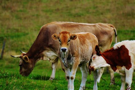 Free Images : nature, grass, field, farm, meadow, prairie, animal, cute, wildlife, herd, pasture ...