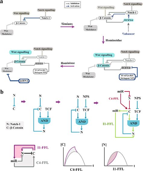 Evolution of network topology of Notch-1/β-catenin in the primate... | Download Scientific Diagram