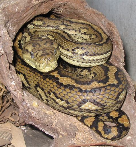 File:Australian-Carpet-Python.jpg - Wikipedia