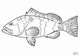 Coloring Pages Grouper Giant Fish Tuna Drawing Color Printable Kids  sketch template