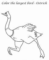Emu Coloring Page At GetDrawings  Free Download sketch template