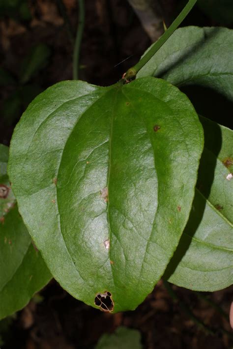 Smilax rotundifolia (Smilacaceae) - leaf - whole upper surface