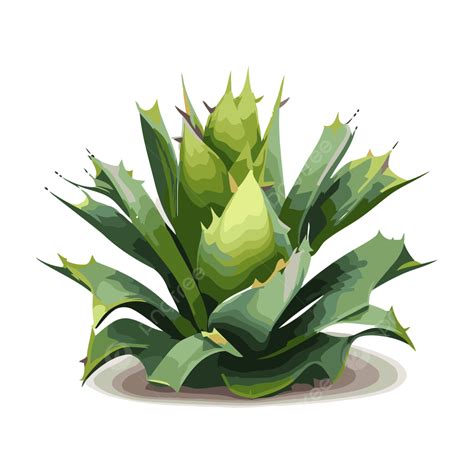 Agave Plant Vector, Sticker Clipart Green Agave Plant In An Illustration Isolated On White ...