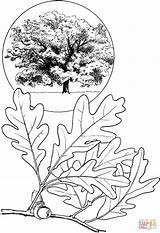 White Oak Tree Coloring Page  Free Printable Coloring Pages sketch template