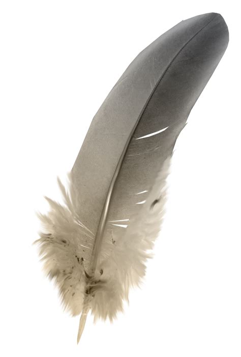 Feather Grey - Feathers png download - 1015*1503 - Free Transparent ...