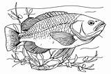 20  Bass Fish Coloring Pages Free Printable PDF JPG PNG & Online sketch template