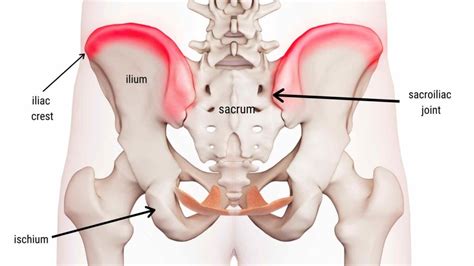 Hip Bone Iliac Crest