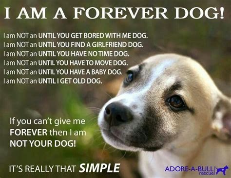 I Am A Forever Dog ! ... | Cute puppy breeds, Dogs, Animal advocacy