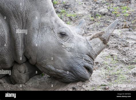 Close-up of a white rhino, natural habitat Stock Photo - Alamy