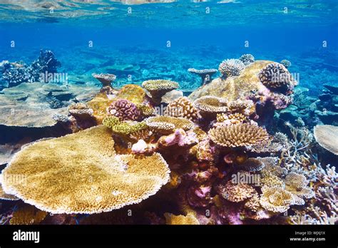 Coral reef at South Ari Atoll, Maldives Stock Photo - Alamy