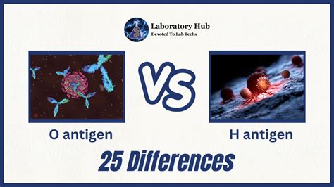 O antigen vs H antigen - 25 Differences | Laboratory Hub