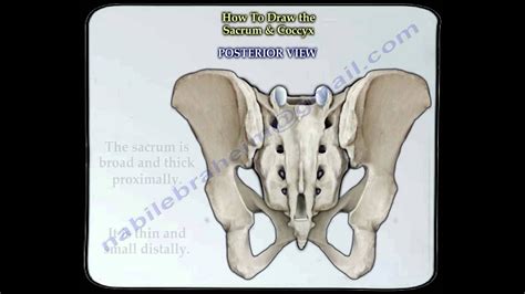 Sacrum & Coccyx anatomy - Everything You Need To Know - Dr. Nabil ...