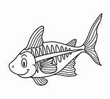 Xray Fish Coloring sketch template
