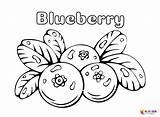 Blueberry Coloring Pages Printable For Free Download sketch template