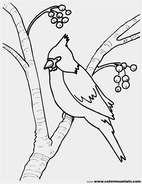 Cardinal Line Drawing at GetDrawings | Free download