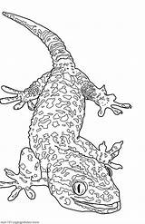 Free Printable Gecko Coloring Pages sketch template