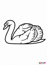 Swan Coloring Pages Printable For Free Download sketch template