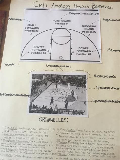 Cell (Biology) Analogy: Basketball team — Steemit | Analogy, Cell analogy, Science cells