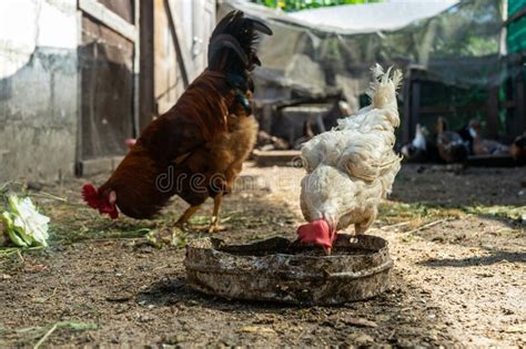 Rooster and Hen in Chicken Coop. Home Farm in Village Stock Photo ...