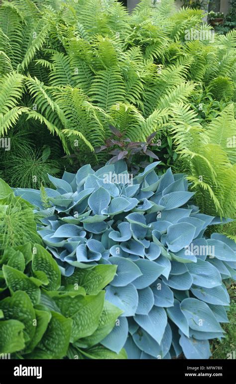 Hostas and ferns hi-res stock photography and images - Alamy