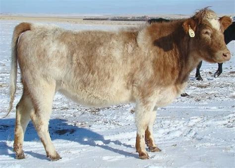 Cattle Colour Genetics: Roan, a Mixture......