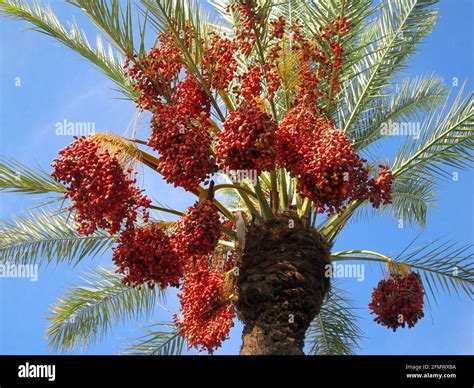 Date palm with fruits Stock Photo - Alamy