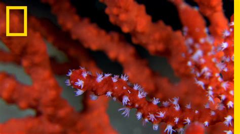 See the Beautiful and Endangered Red Coral of the Mediterranean ...