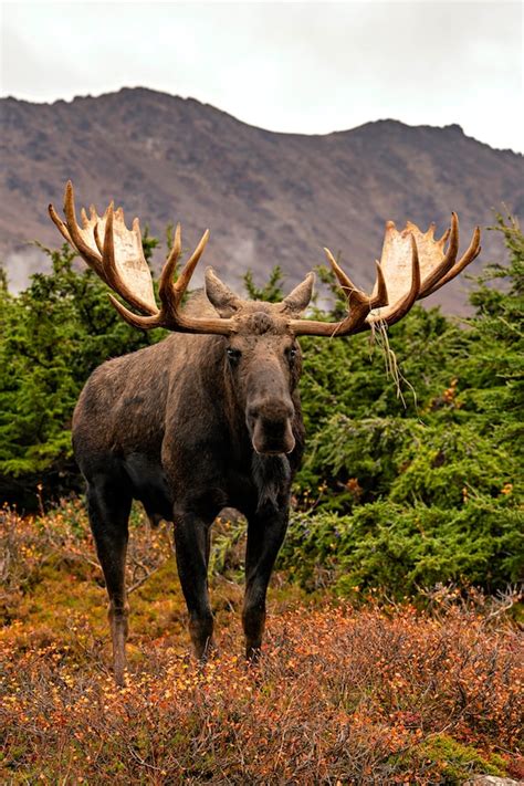 Giant Bull Moose Standing on Tundra | Etsy